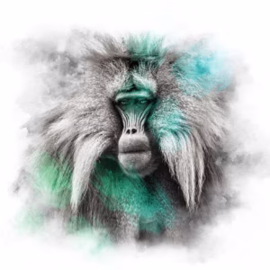 MINT SERIES - GELADA BABOON